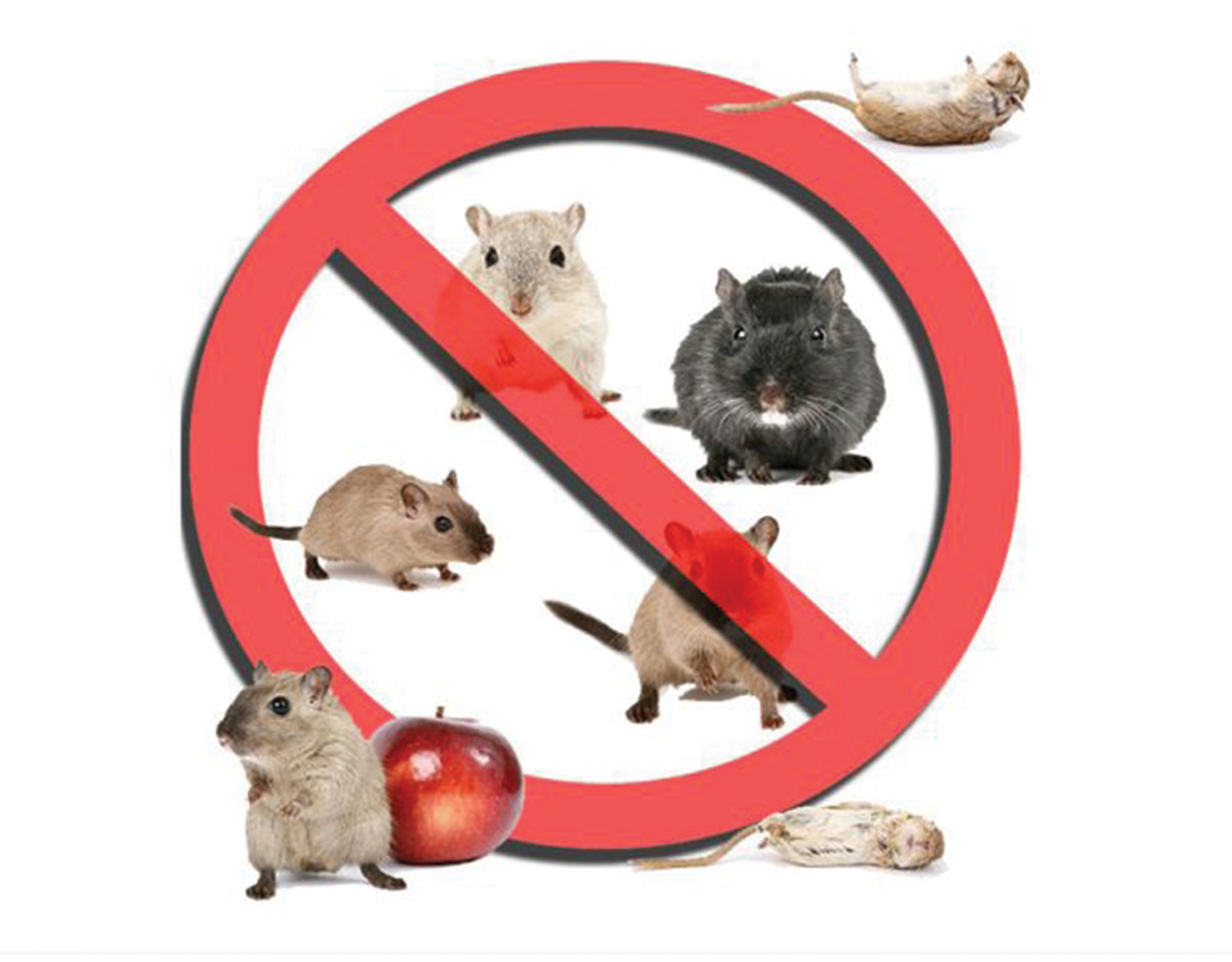 Rodent Management (Rat)